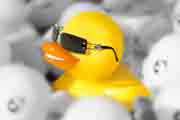 Duck 0%